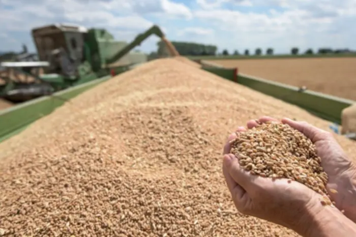UE znacznie zmniejszył import ukraińskiej pszenicy i cukru