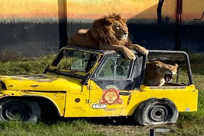 W tureckim kurorcie lew uciekł z zoo i zaatakował mężczyznę