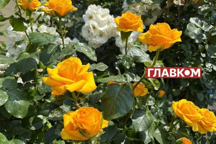 In der Ukraine wechselnde Bewölkung und kurze Regenschauer: Wetter am 11. Juni
