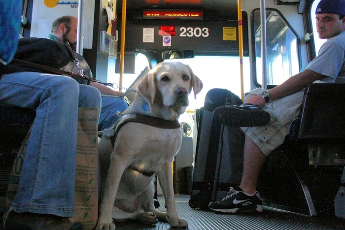 The Cabinet has approved new rules for transporting animals on buses