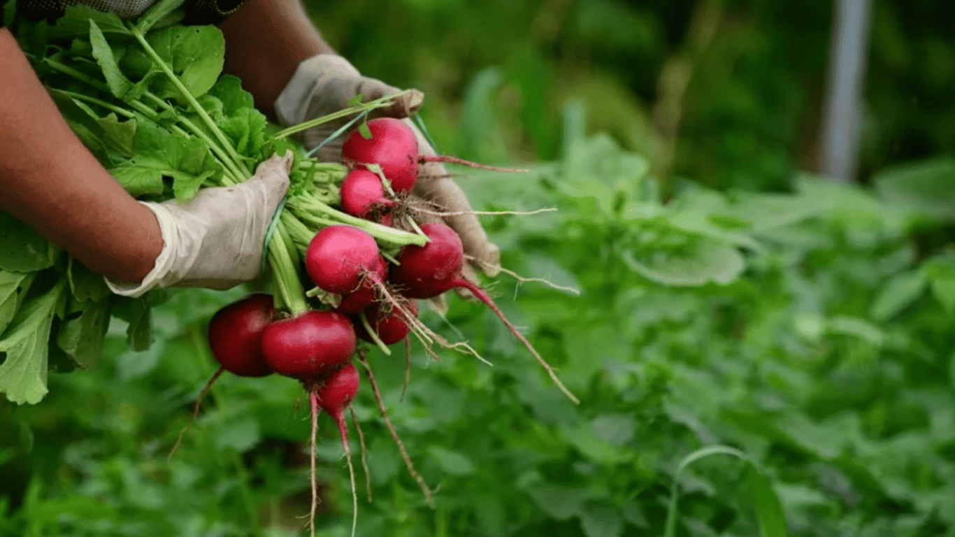 Welche Rettichsorten sollten im Garten für eine frühe Ernte gepflanzt werden
