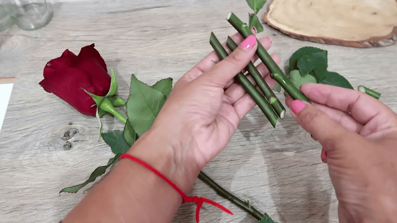 There will be more luxurious roses in the garden - how to propagate flowers in July