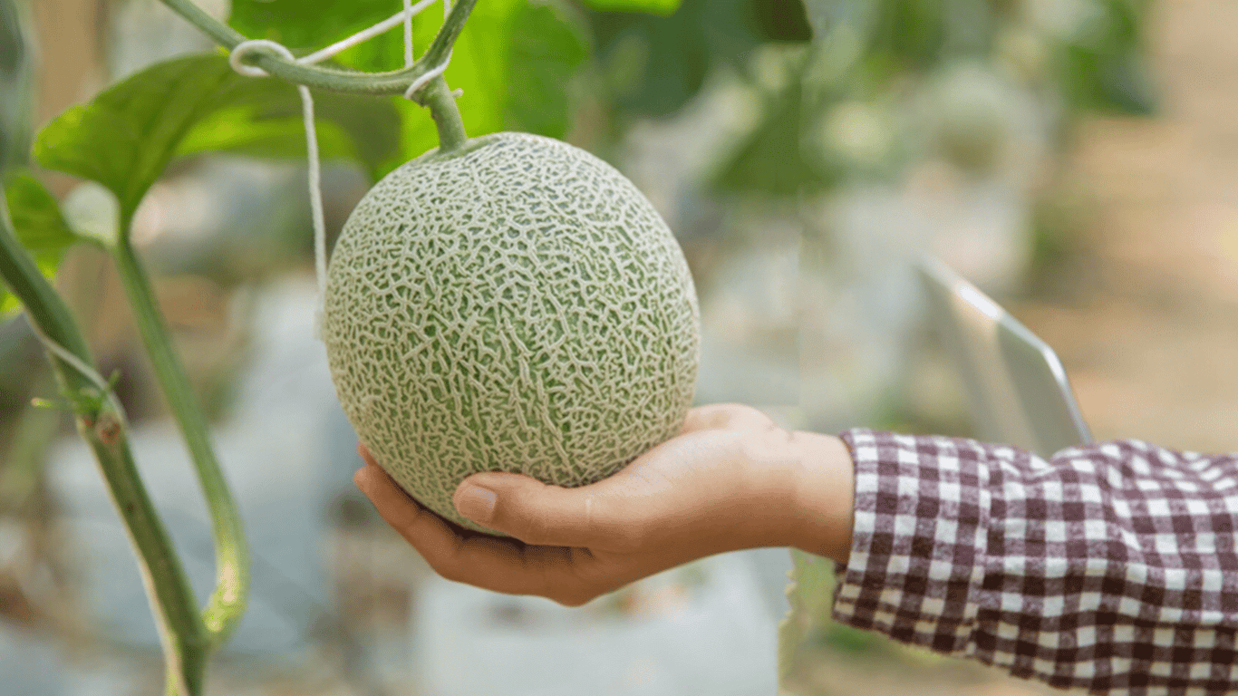 Temperaturschwankungen überstehen — welche Melonensorten die besten sind