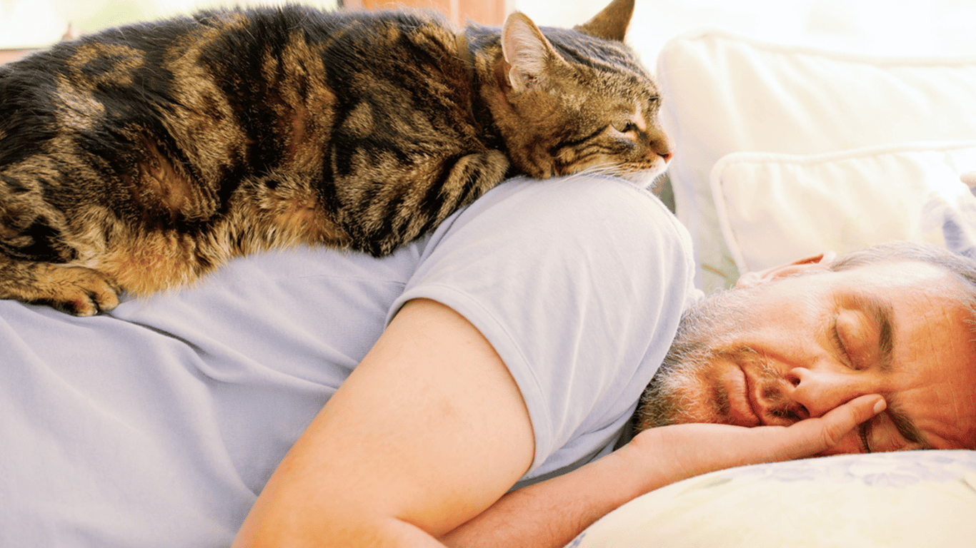 Katzen spüren die Krankheit ihres Besitzers - eine interessante Tatsache